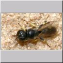 Crossocerus sp - Grabwespe 03b 5mm.jpg